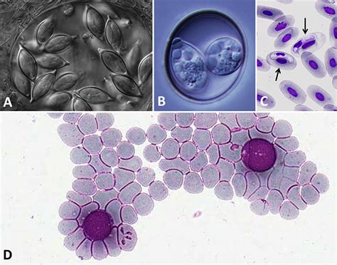  Apicomplexa: ¿Un parásito microscópico que causa estragos en el reino animal?