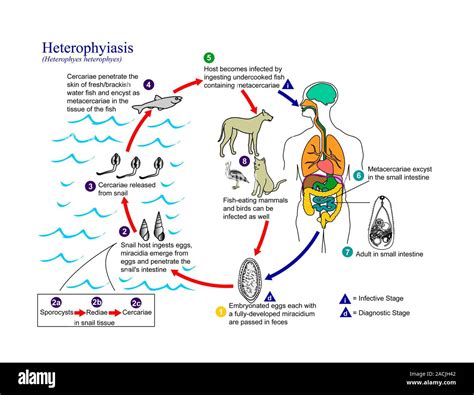  Heterophyes Heterophyes: Una mirada al gusano que salta de los peces a tu plato