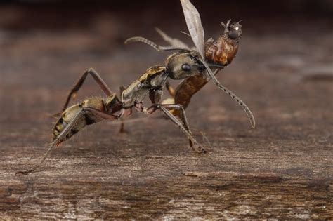  Hormiga Cazadora: ¿Un Pequeño Guardián de la Selva con una Mordida Poderosísima?