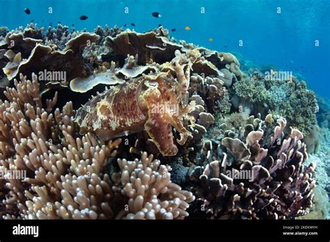  Pescadilla! Un Maestro de la Camuflaje y la Resistencia en los Arrecifes de Coral