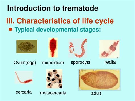  Rimula! Una Trematoda de Estilo de Vida Extraordinario y Algo Asquerosa