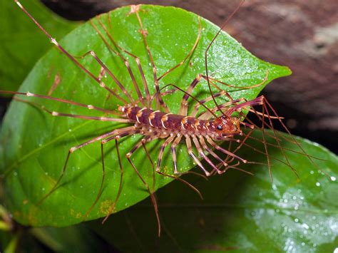  Scutigera: ¿Un cazador nocturno de patas rápidas que se desliza por las sombras?