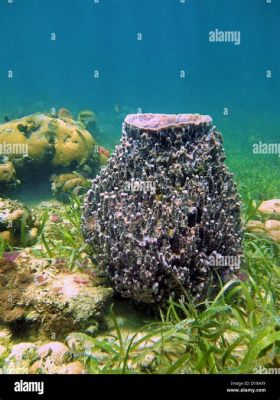  Xestospongia muta: ¡Una esponja que desafía la monotonía del fondo marino!