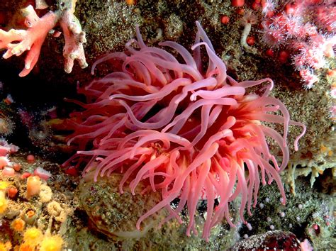  Anemones: Brilliantly Colorful Underwater Flowers That Sting Like Jellyfish!