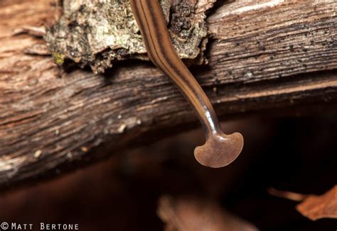  Bipalium: ¡Un gusano plano terrestre con un apetito voraz y una sorprendente capacidad para regenerarse!