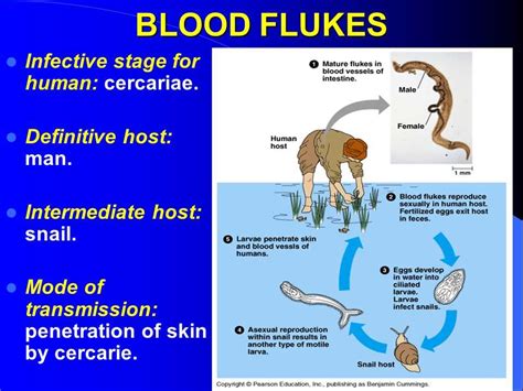  Blood Fluke: A Tiny Terror That Makes You Go Ewww!