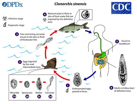  Clonorchis Sinensis: ¿Un parásito que se aloja en la bilis y deja su huella en la historia?