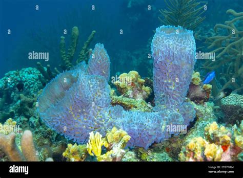  Disc Sponge: Unveiling the Underwater Secrets of a Vibrant Sponge-Dwelling Ecosystem!