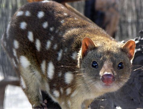  ¿Conoces al Quoll? Un marsupial diminuto con un apetito voraz y una increíble adaptabilidad