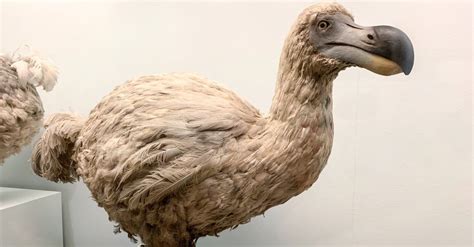  Dodo: ¡Un ave extinta que nos recuerda la fragilidad de los ecosistemas!