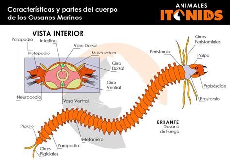  Gusano Marino: ¡Un Viajero Inconsciente de los Mares Profundos que Desafía la Definición de Gusano!