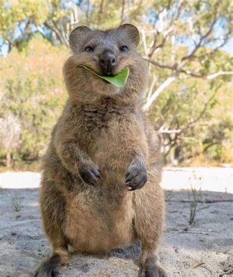  ¿Has oído hablar del Quokka? ¡Este Marsupial con Cara de Sonrisa Siempre Está Listo para una Selfi!