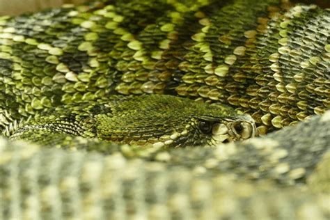 Hormogo! Un Reptil Que Te Hará Recordar a tu Abuelo con sus Escamas Duraderas y su Paciencia Infinita