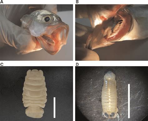 Icterobatidium: Un parásito de peces con un gusto peculiar por las branquias!