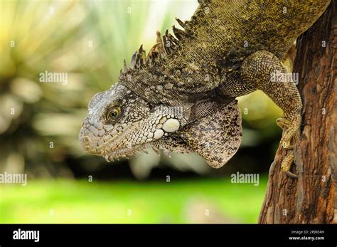  Iguana: ¡Un reptil escalador que te sorprenderá con su camuflaje increíble!