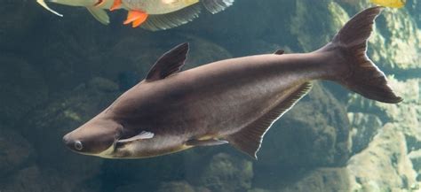  Iridescent Shark: A River Giant Known for Its Shimmering Scales and Impressive Size