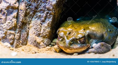  Kilimanjaro Toad: Amphibious Acrobats Hiding Amongst Ancient Rocks!