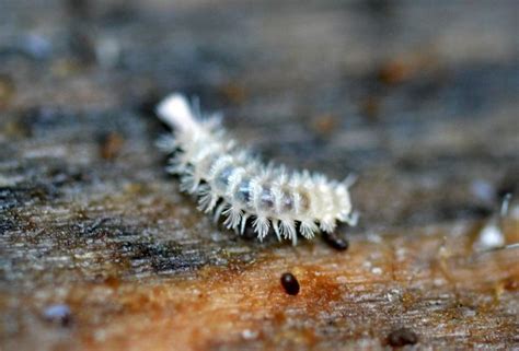  Lophoproctus! Descubra un Diplopodo Exótico Con una Exquisita Capacidad de Regeneración