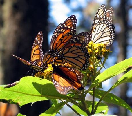  Mariposa Monarca: ¿Puedes Creer que Estas Mariposas Pequeñas Migran Miles de Kilómetros?