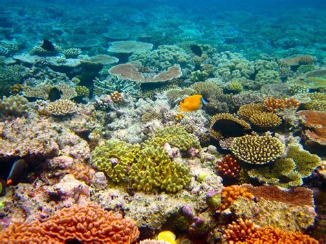  Neuroma de Agua: ¡Descubre la maravilla de un coral que desafía las normas de la naturaleza!