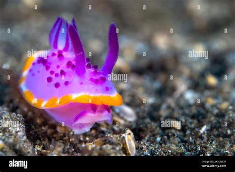  Nice! Nudibranchia, the Colorful Creatures That Crawl Across Coral Reefs