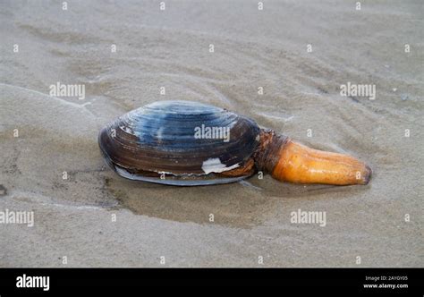  Rapa! Un Molusco Bivalvo Delicadamente Enterrado En La Arena