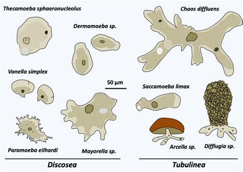  Reticulomyxa! Un Amoebozoario Con Redes Vivientes y Una Fascinante Historia Evolutiva