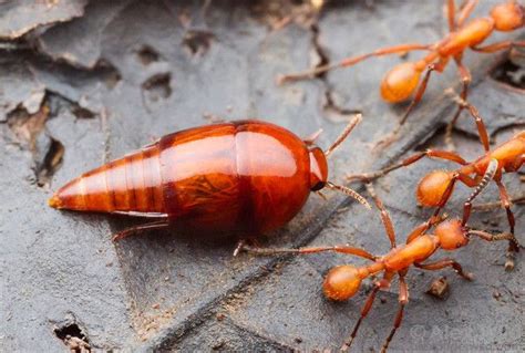 ¿Reconoces al Rove Beetle que es un maestro de la metamorfosis y vive en una colonia de hormigas?