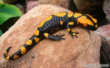  Salamandra de Fuego ¡Un Anfibio Pequeño con un Color que Desafía la Gravedad!