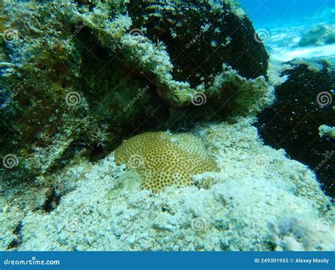  Stephanocoenia macroncheir: ¡Un coral que desafía la definición de belleza tradicional!