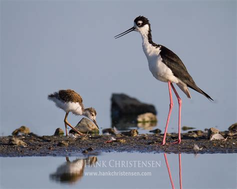  Stilt! Un ave que se pasea por las aguas y la tierra con gracia incomparable