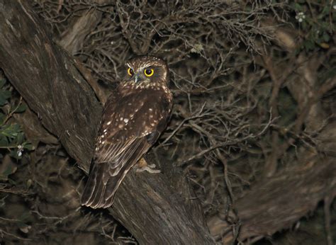  ¡El Ave Que No Puede Decir Olé! El Curioso Caso del Owl