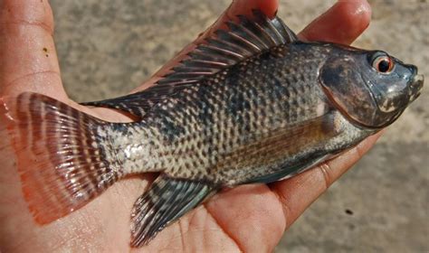  Tilapia ¡Un pez adaptable que prospera en aguas tanto dulce como salada!