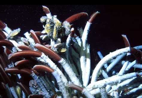  Ulcerated Tube Worm: A Glimpse into the Bizarre World of Deep-Sea Hydrothermal Vents!