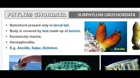  Urochordata: ¡Los asombrosos animales que parecen tener dos vidas!