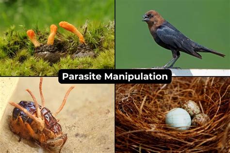  Urosporidium! Un Parásito Inteligente que Manipula la Conducta de sus Huéspedes