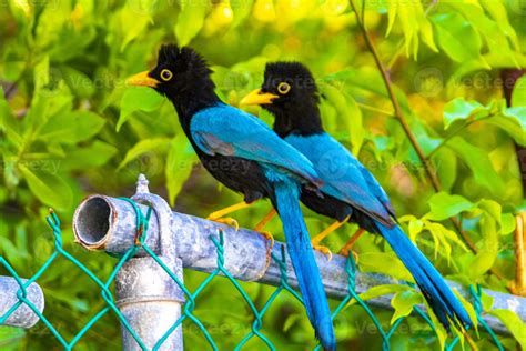  Yucatán Jay: ¿Un ave que canta con los colores del atardecer tropical?