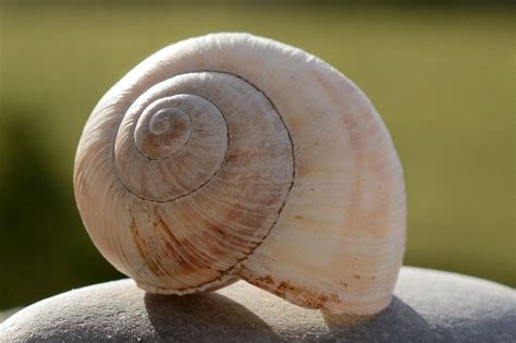  Zebina: ¡Un Molusco con una Casita Espiral y un Amor por el Mar Profundo!